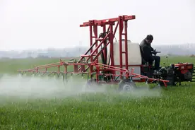 小麦返青期的管理图片