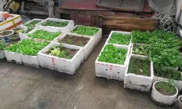 做泡沫花的胶有毒吗 2026年做泡沫花的胶有毒吗图片