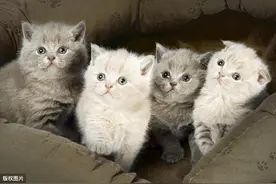 猫咪，你喜欢的样子我都有图片