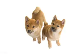 你家的狗狗歪头代表什么吗？图片