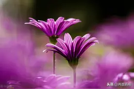 因果与心理学：越是无能，越喜欢对抗，越是喜欢对抗对他好的家人图片