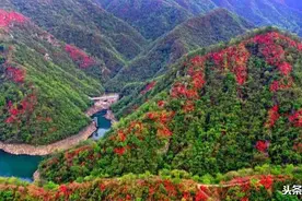 航拍：“映山红”开遍大别山！图片