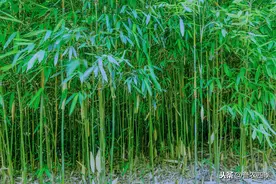 竹秆苗培育技术，老农和大家谈谈，非常值得看的一篇文章图片