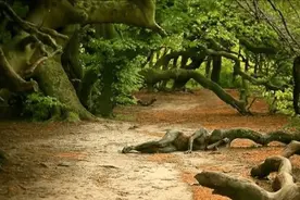 考眼力：快来试试吧，图2我第一眼看到枯树枝，你能找出来美女吗图片