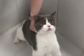 工作人员一波洗澡猛操作，猫咪挣扎无效只能乖乖认栽：我劝你善良图片