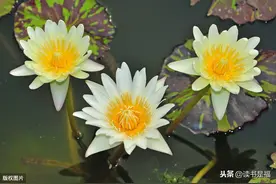国学经典之《礼记》第四十七讲乐记：莫其德音，其德克明图片