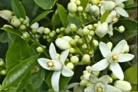 老树出梢不想喷多效唑咋促花？不同树势轻松促花，桂南桂北也不同图片