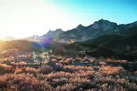 威海文登：花开迎春来 踏青赏花好时节图片