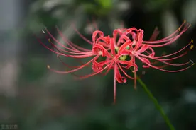 被误读的彼岸花，就是“阑边不见蘘蘘叶，砌下惟翻艳艳丛”之石蒜图片