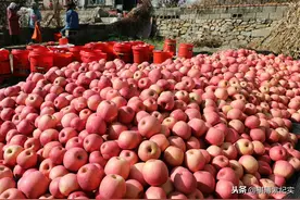 深秋里的苹果六毛一斤贩子不爱收，果农犯难：苹果出路在哪里？图片