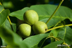 核桃栽培管理技术要点，种植过程重要的部分，可有了解过？图片
