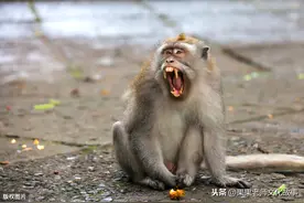 兔子豁嘴，猴子红屁股，马站着睡觉：老大爷的民间故事说出了原因图片