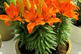 7种漂亮花，自带“体香”，阳台养一盆，家里就像喷香水图片
