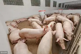 猪腹泻伤容易恢复难，养猪中你必须要搞明白的基本认知图片