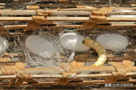蔟中保护不当不良茧率可增加20%，养殖户学会8个要领有利于增产图片