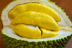 榴莲裂开就是好的？学这方法挑“母”榴莲，果肉绵软香甜，赚大了图片
