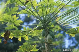 「散文」 忘不了家乡的木瓜树图片
