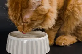 #423头条知识节#猫喝水靠舔？喝完水猫咪的嘴巴不会湿，什么原理图片