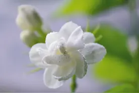 茉莉花量少味淡？学会扦插繁殖技巧，芬芳四溢、香飘满屋图片