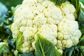 秋季花椰菜栽培与管理技术，亩产实现了大丰收，值得收藏图片