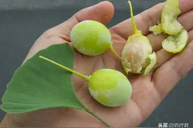 民间偏方千万别轻信，银杏吃错了真会中毒！医生教你怎么吃才安全图片