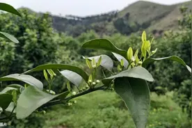 怎么避免买到假劣磷酸二氢钾？磷酸二氢钾到底怎么用肥效更好？图片