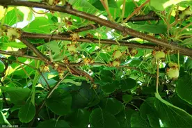 猕猴桃树为什么要抹芽？如何抹芽？图片