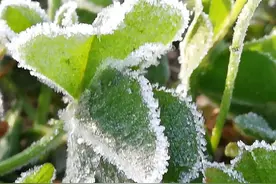山东天气预报：两次冷空气即将来袭！这些地方最低气温降至3℃，有霜冻图片