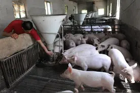 进口美国猪肉一斤6-7元，美国不赔钱吗？养猪成本为何如此低？图片