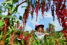 被称“黄金谷物”的藜麦，亩产和小麦差不多，价格是小麦的12倍图片