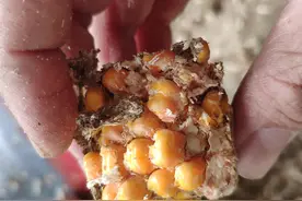玉米秸秆压块生产十年经验告诉你这行能不能干（一）大概汇总图片