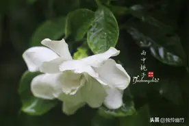 幽竹摄影｜随手拍｜六月水漾雨中栀子图片