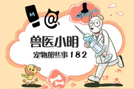 狗狗流泪就是伤心了？别瞎想了，可能只是狗狗眼睛出了毛病图片