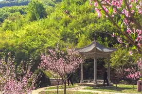 春到太行 花开左权图片
