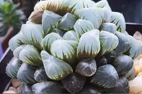 10款易度夏多肉品种，阳台党必种上几棵，新手花友种植后也不失手图片