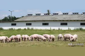 畜牧业承包合同书图片