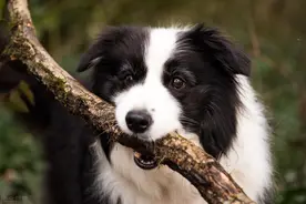 “边境牧羊犬”智商那么高，却很少人饲养？只因它的6个缺点图片