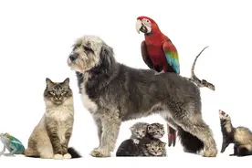 在郭德纲相声中，最让你意外的包袱是哪个？图片