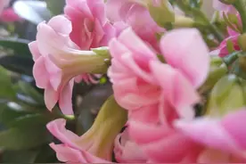 长寿花夏季黄叶烂根，只需按照这4方面去做，简单易操作轻松度夏图片