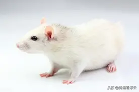 故事：民间故事——白鼠报恩图片