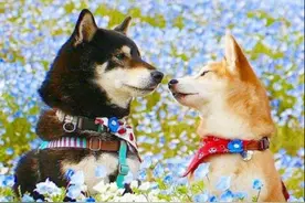 十几岁老年柴犬兄妹时日无多，它们的旅游照令人鼻子一酸图片