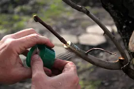 立春前后好嫁接果树，能不能把果树嫁接成活，最关键的问题是什么图片