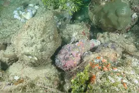 瑟瑟发抖！潜水者偶遇世界最毒鱼“玫瑰毒鲉”图片