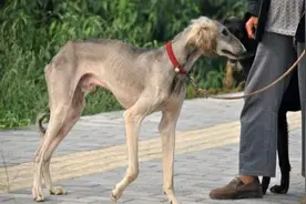 为何国内没人养“细犬”当宠物？背后原因有5个图片
