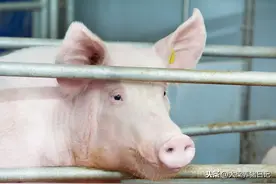 养猪生产中常见的几个问题及处理办法图片