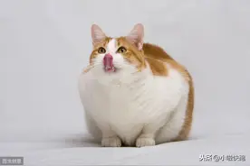 为什么橘猫10橘9胖？还有1个特别胖，这些原因竟然使我无法反驳图片