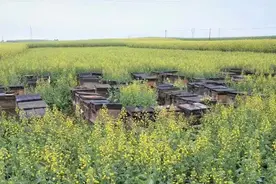 养蜂人自杀后，85后同行：亏本也要坚持，终于活过来了图片