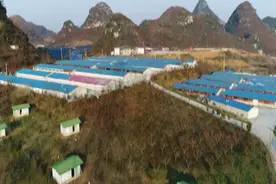 金鸡农庄：林下生态养鸡忙  脱贫增收 “钱景”旺图片