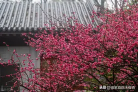 同为隐居，梅妻鹤子的林逋，比陶渊明潇洒，以一首梅花诗惊艳世界图片