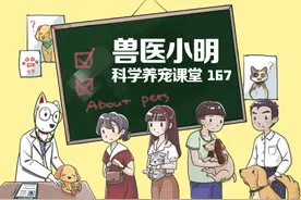缅因猫气场太强，让人难以靠近，那是你没有真正了解它图片